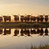 Stilte aan het Water, Hooglanders in de Ochtendzon van By Marjolein Design
