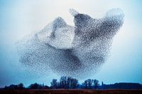 Étourneaux des nuages dans le ciel