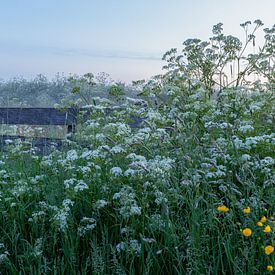 Fence between cow parsley and buttercups by R Smallenbroek