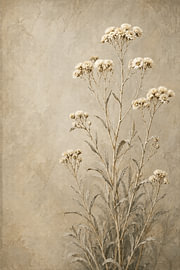 Javanese Edelweiss I Flower I Indonesia by Vínculae