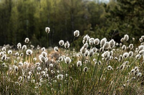 Katoengras betovert de Black Moor
