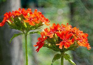 Wunderschöne orangerote Blüten, Nahaufnahme