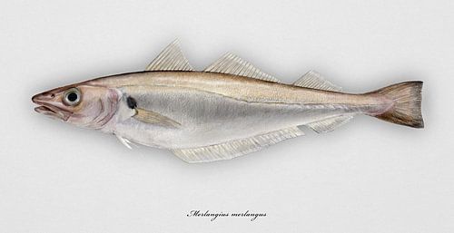 Merlan, Merlangius merlangus
