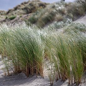 Dünenrasen-Strand Ameland von Ilse de Deugd