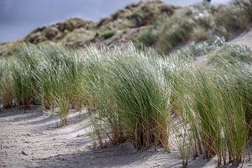 Plage d'herbe de dunes Ameland sur Ilse de Deugd