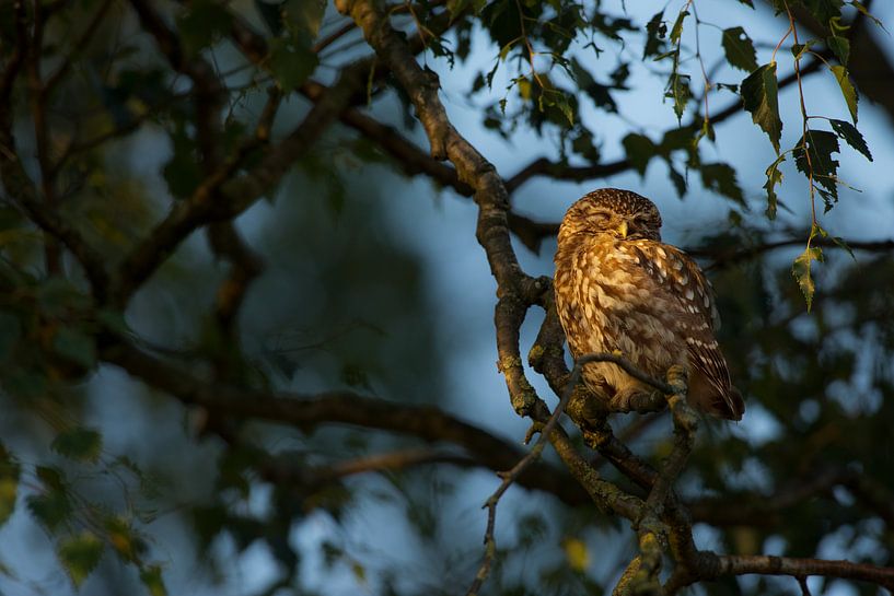 Little owl in the tree in the last evening light by Jeroen Stel