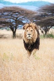 lion by Design Wall Arts