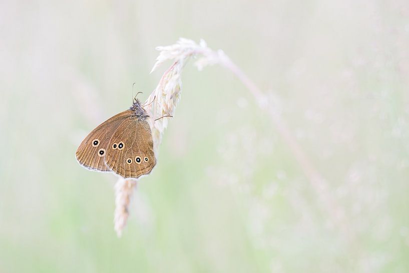 Cowfinch on a blade of grass by Danny Slijfer Natuurfotografie