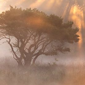 Bonsai sur Bob Luijks