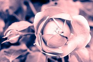 Blüte Wildrose