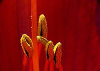 Yellow against Red