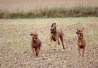 Rhodesische Ridgeback Vrienden