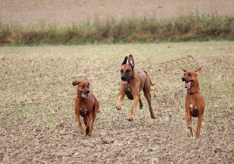 Rhodesian Ridgeback Friends by Dagmar Behrens