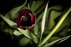 Tulp