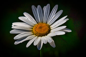 horse flower