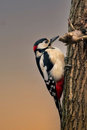 Pic épeiche dans un arbre