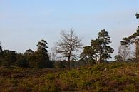 Heide met bomen van Gerard de Zwaan thumbnail