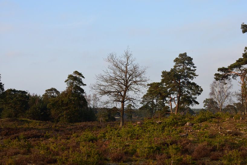 Heide met bomen van Gerard de Zwaan