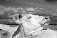 Cow in the pasture