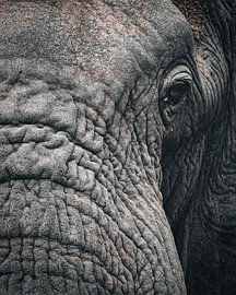 elephant by Ralf Linckens