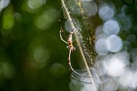 Spinne im Netz