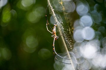 Spider in web by Bram de Muijnck