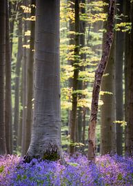 Wald von Jeroen Linnenkamp