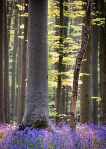 Hallerbos