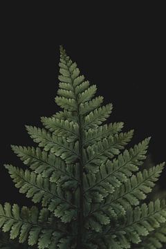 Green fern by Isa V