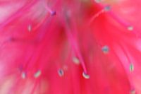 Pink flower