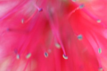 Pink flower van Merel Doeve