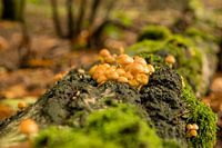 Mushrooms