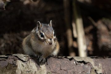 Écureuil terrestre de Sibérie sur Corrie Post