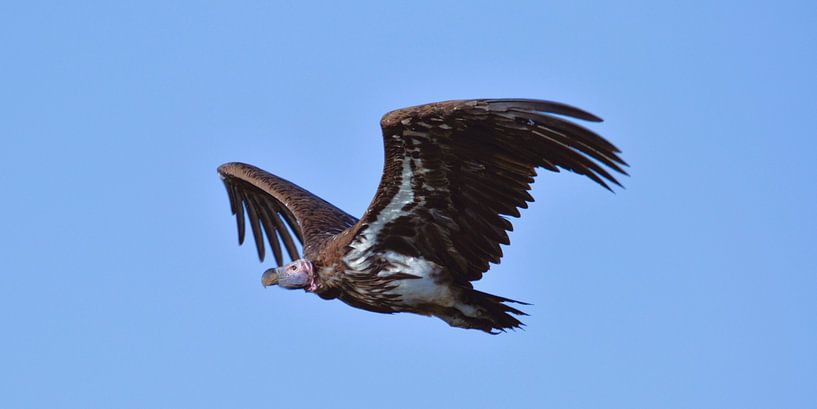 Vulture in flight by Marco van Beek