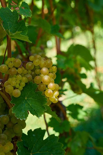 Raisins du cépage Silvaner par Heiko Kueverling