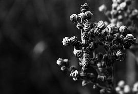 The little things sur Carmen Fotografie