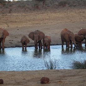 een kudde olifanten van Laurence Van Hoeck