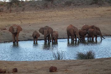 een kudde olifanten van Laurence Van Hoeck