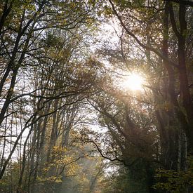 Cyclist in the woods by Annemarie Goudswaard