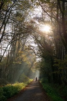 Fietser in het Twentse bos bij Hengelo