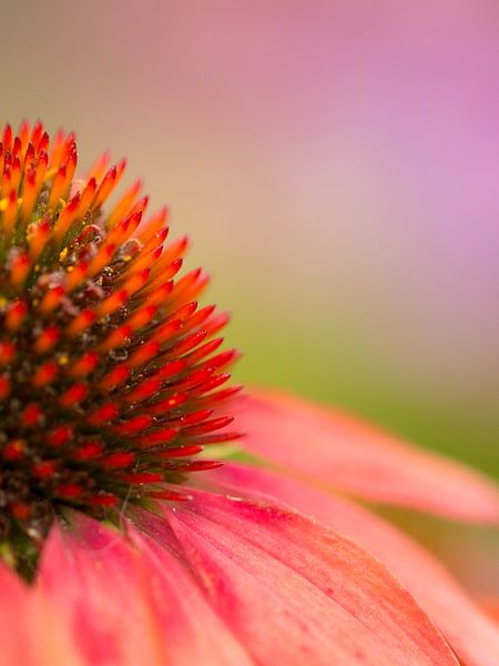 Zonnehoed by Maja Ooms