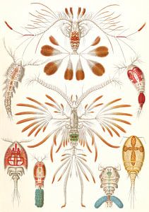L'art et la science d'Ernst Haeckel, crustacés copopodes, Copepoda, Ruderkrebse,