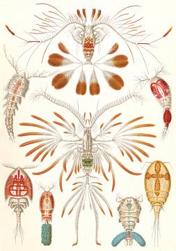 L'art et la science d'Ernst Haeckel, crustacés copopodes, Copepoda, Ruderkrebse,