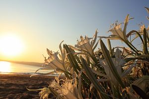 Strand narcis bloem zonsopkomst Griekenland Kreta