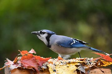 A blue jay in autumn by Claude Laprise