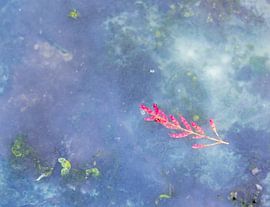 Sea ray by Minie Drost