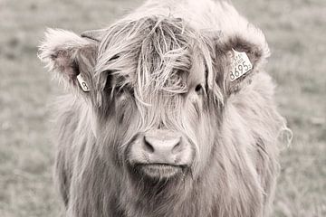 Close up portret van een nieuwgierig Schotse hooglander kalf in lichte bewerking van KB Design & Photography (Karen Brouwer)
