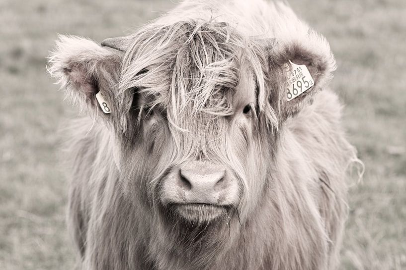 Nahaufnahme eines neugierigen schottischen Hochlandkälbchens in leichter Bearbeitung von KB Design & Photography (Karen Brouwer)