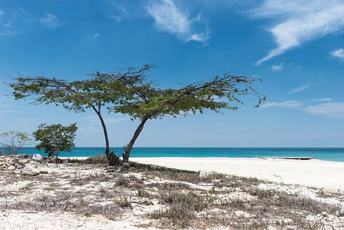 Divi divi tree on palm Beach Aruba