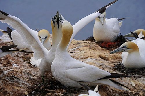 Broedende jan-van-genten op het eiland Helgoland.